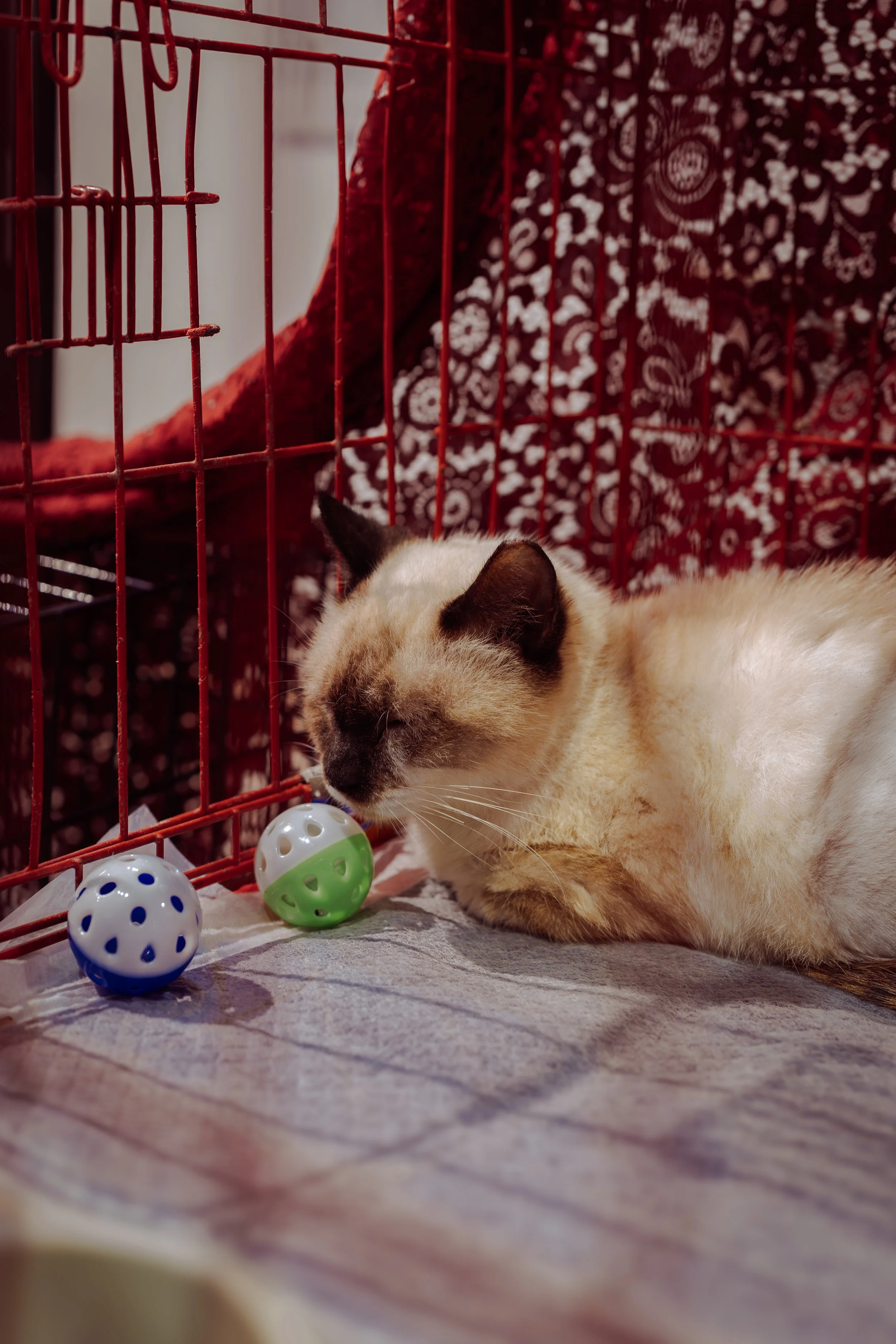 Jenny, spayed, 4-5yrs old. She is a rescue from a public market severely emaciated. She was suffering from pyometra and now recovering. I talked to her and she was definitely "used and abused" Needs a home who will give her the best life. 