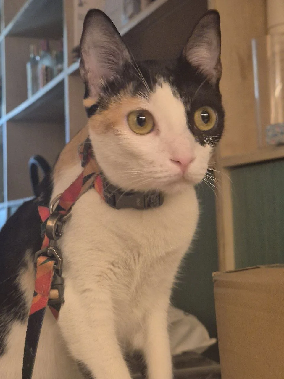 Dina is Connie's twin. Spayed, 1yr . They are bonded and not allowed to be separated. Dina is an explorer. She loves boxes and holes.