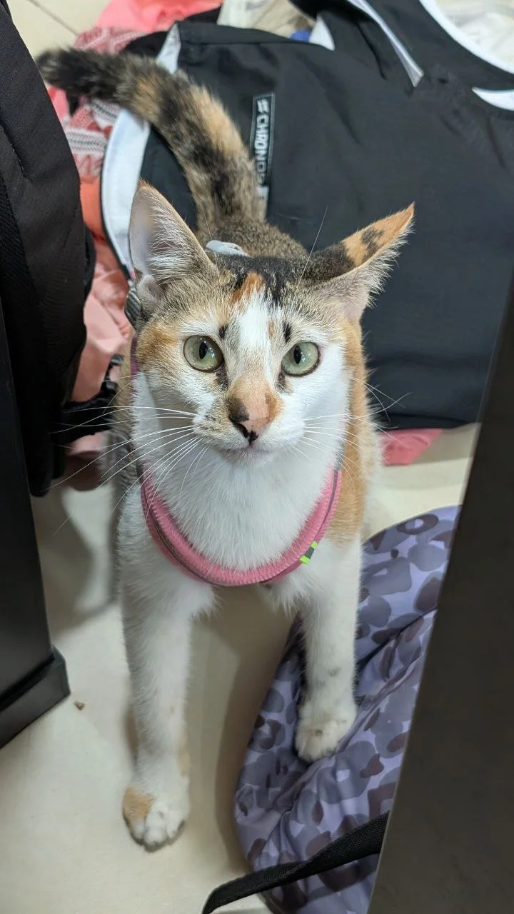 Tassie, spayed, almost 1 year. She loves bossing (supervising) people around. Sociable and playful. Leash trained and doesn't like humans coughing. (She complains!)