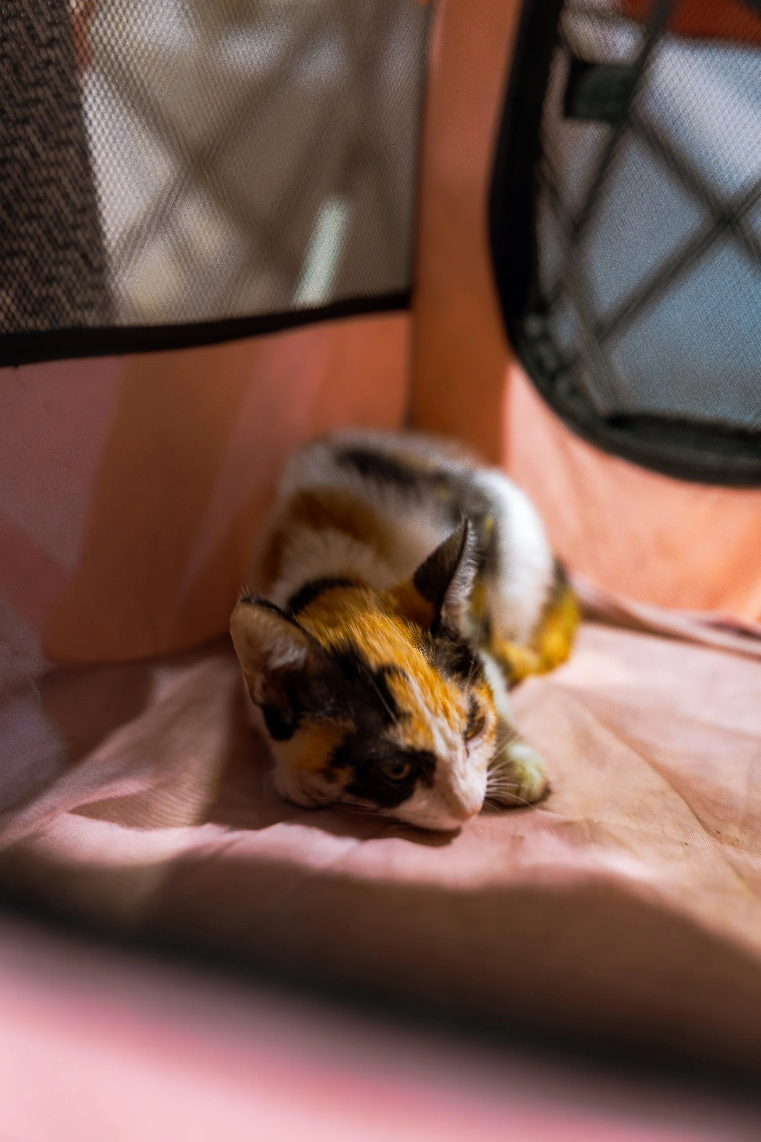 Missy, she's just a baby!