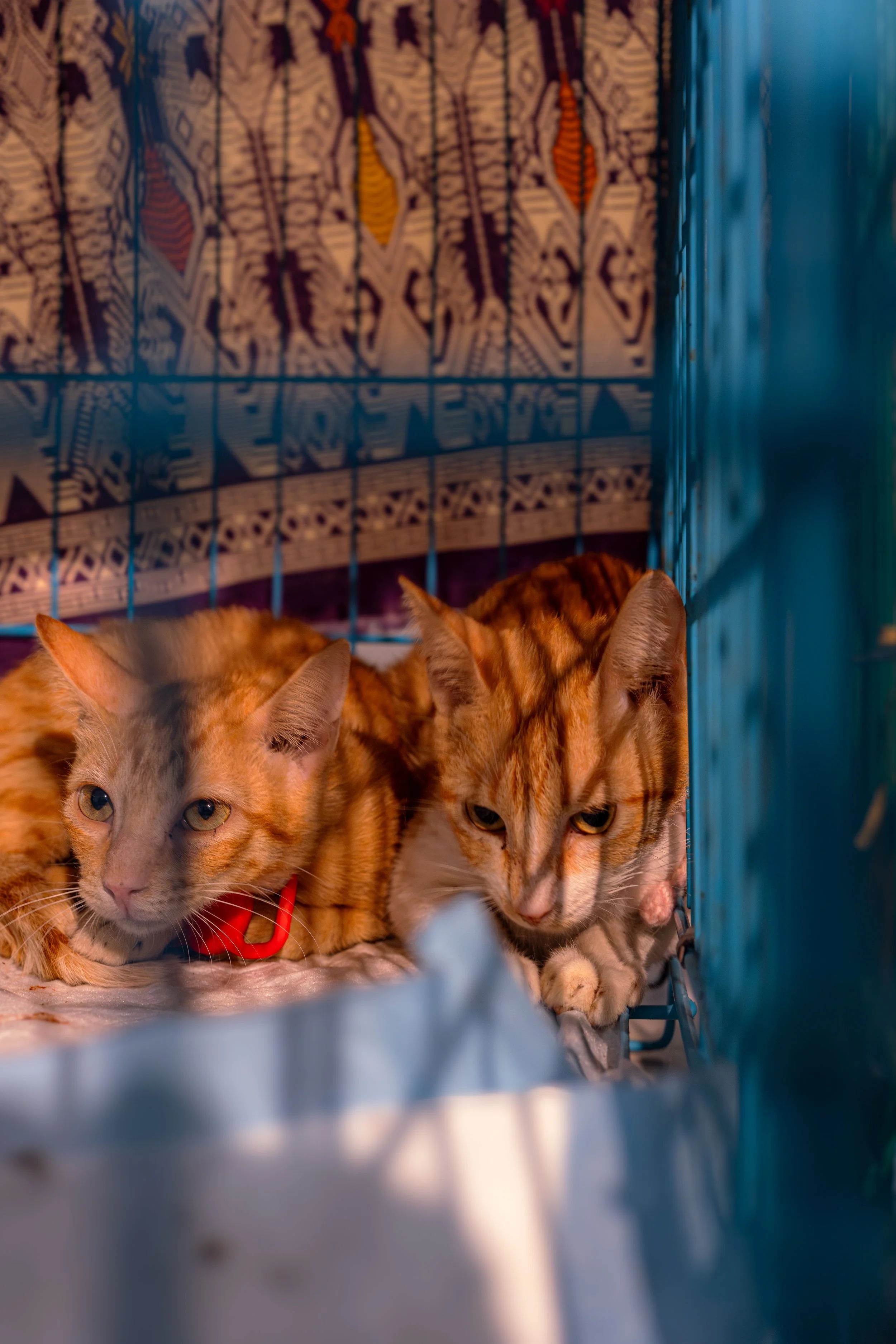 Bonded Pair Chimichurri and Pachinko