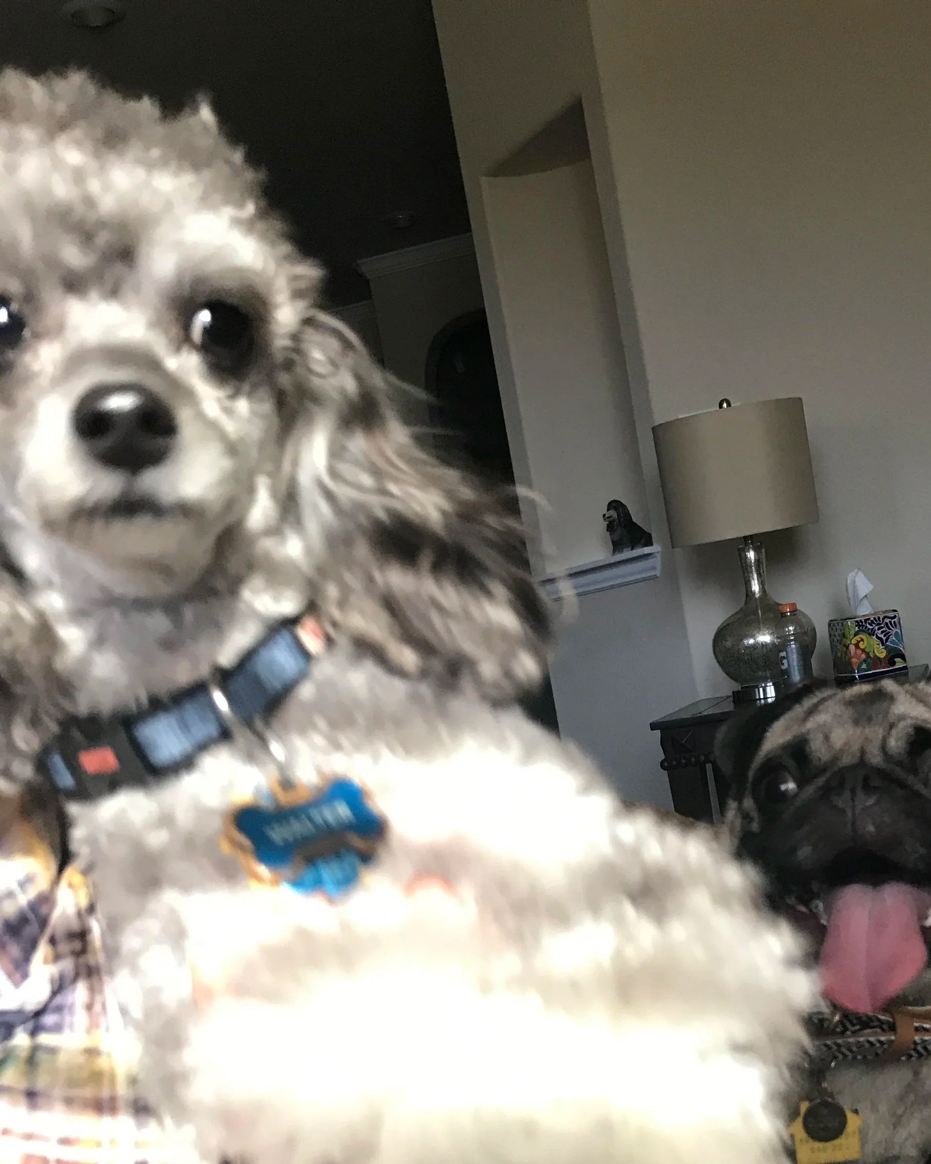 An example of a photo that doesn't work. A blurry photo of a silver poodle with its face cut off to the left.