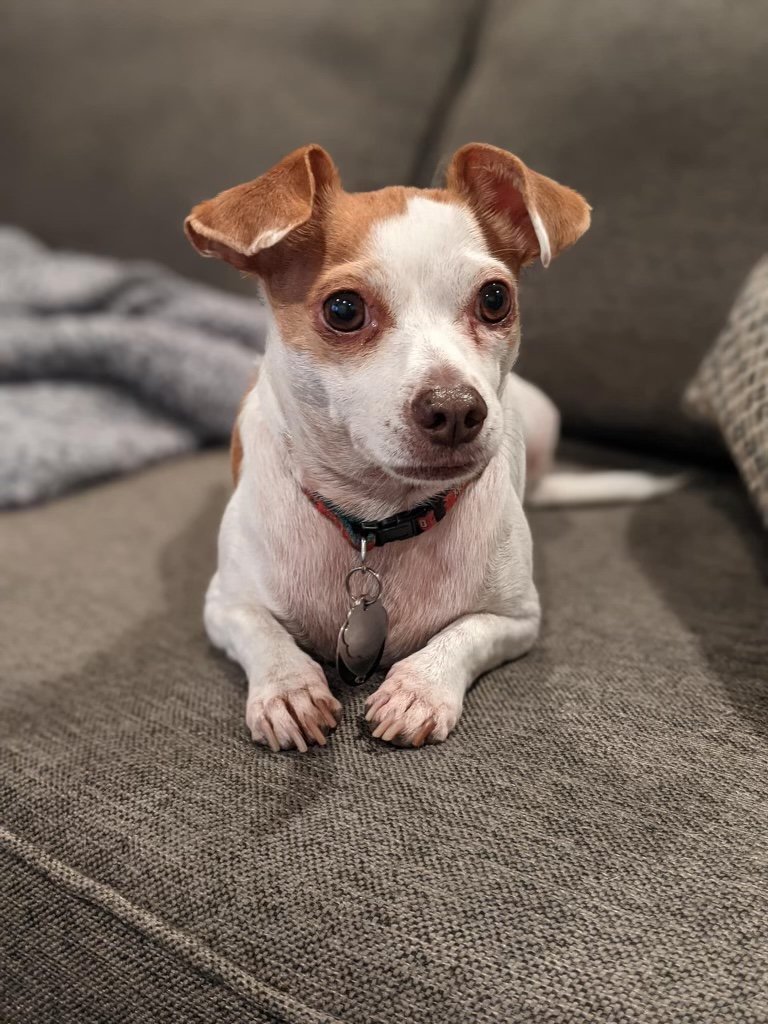 An example of a good photo with good details & if you want full body nothing is cropped out. A small dog with white fur and brown ears sitting on a gray couch, looking at the camera.