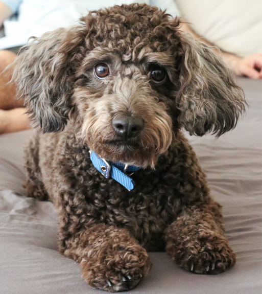 An example of a good photo face center and lots of detail. Cute brown curly-haired puppy with a blue collar sitting on a bed