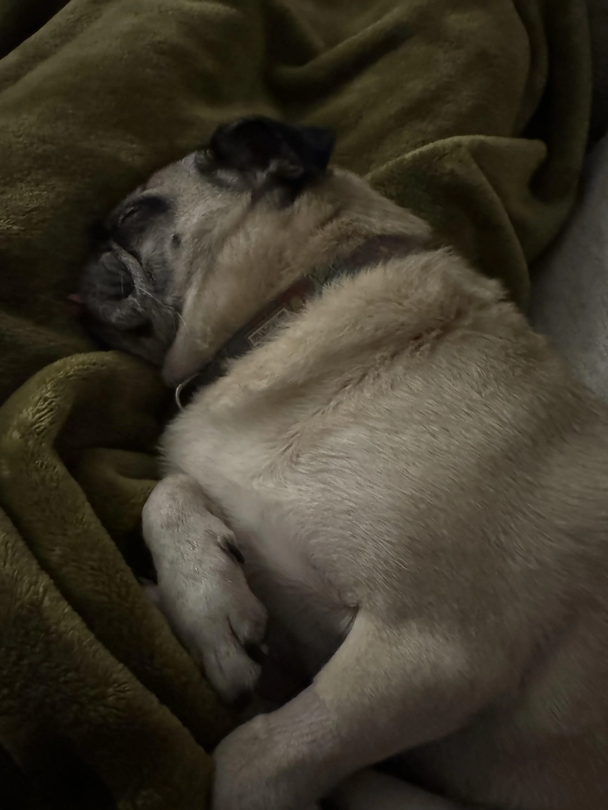 An example of a photo that doesn't work. A very dark photo of a sleeping puppy with light-colored fur, lying on a soft, greenish-brown blanket.