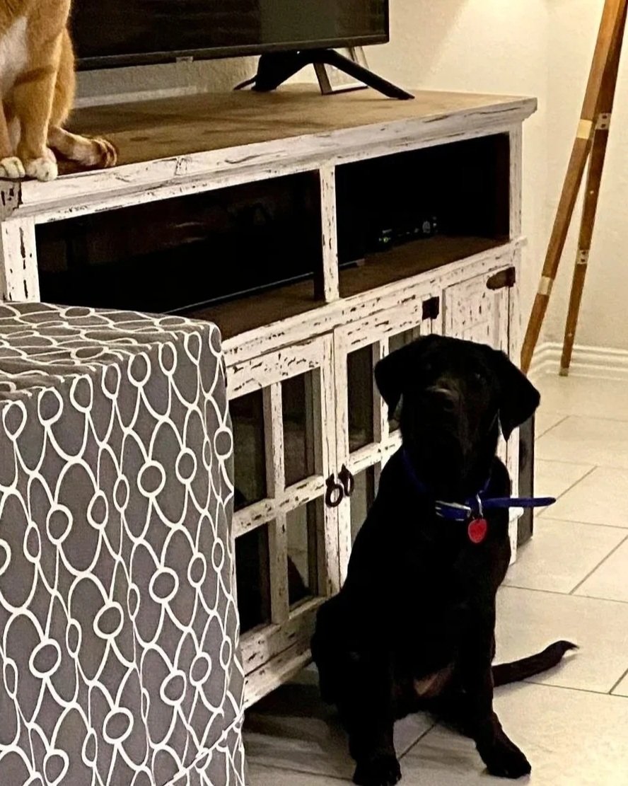 An example of a photo that doesnt work. A photo of a black lab that is way too dark you cant see anything and its too small.