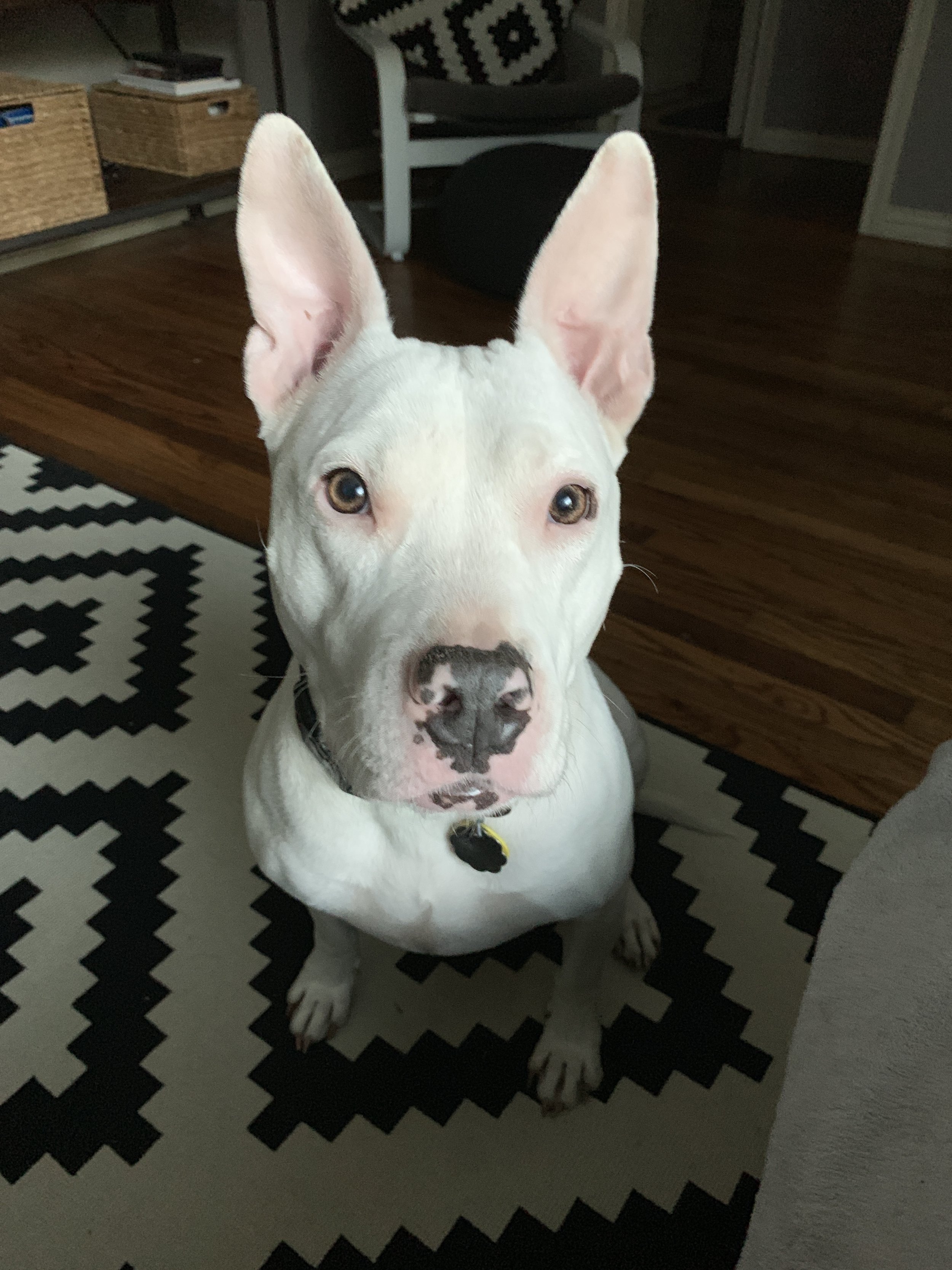 An example of of a good photo showing good lighting indoors. White dog with large ears sitting on a black and white patterned rug inside a home.