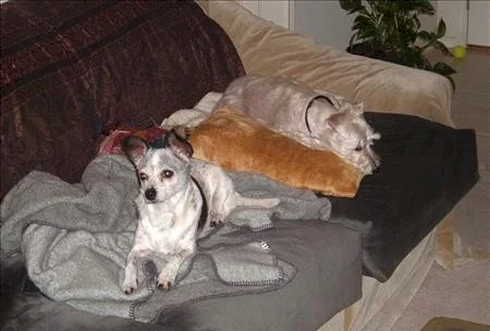 An example of a photo that doesnt work. A pixelated photo of a sofa with two dogs resting: a small white, black and gray dog sitting up on a gray blanket on the left, and a white dog sleeping on a pillow on the right. Both in bad poses.