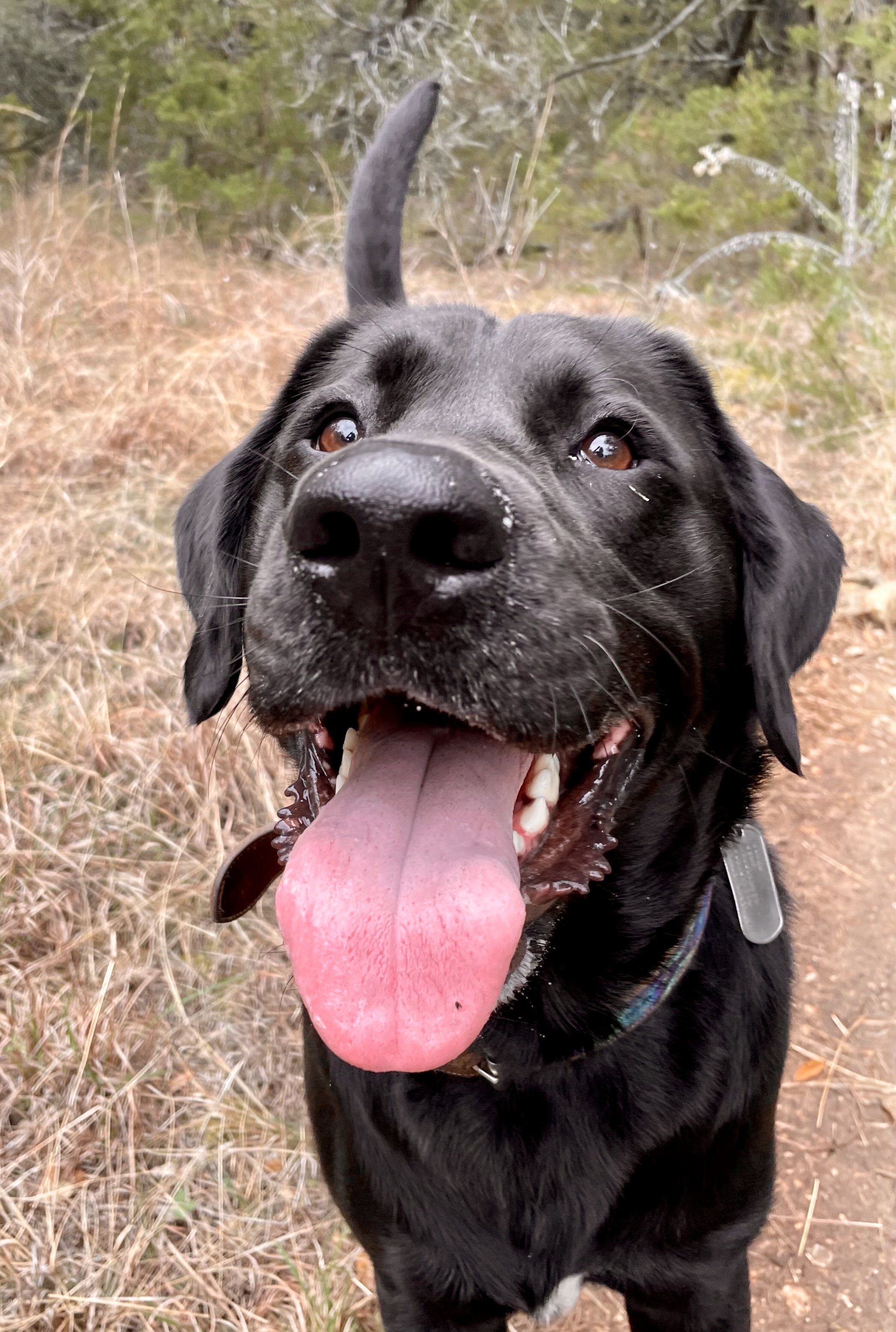 Example of a good photo that is high quality & good lighting especially for black dogs. Close-up of a happy black dog with brown eyes, tongue out, in an outdoor wooded area.