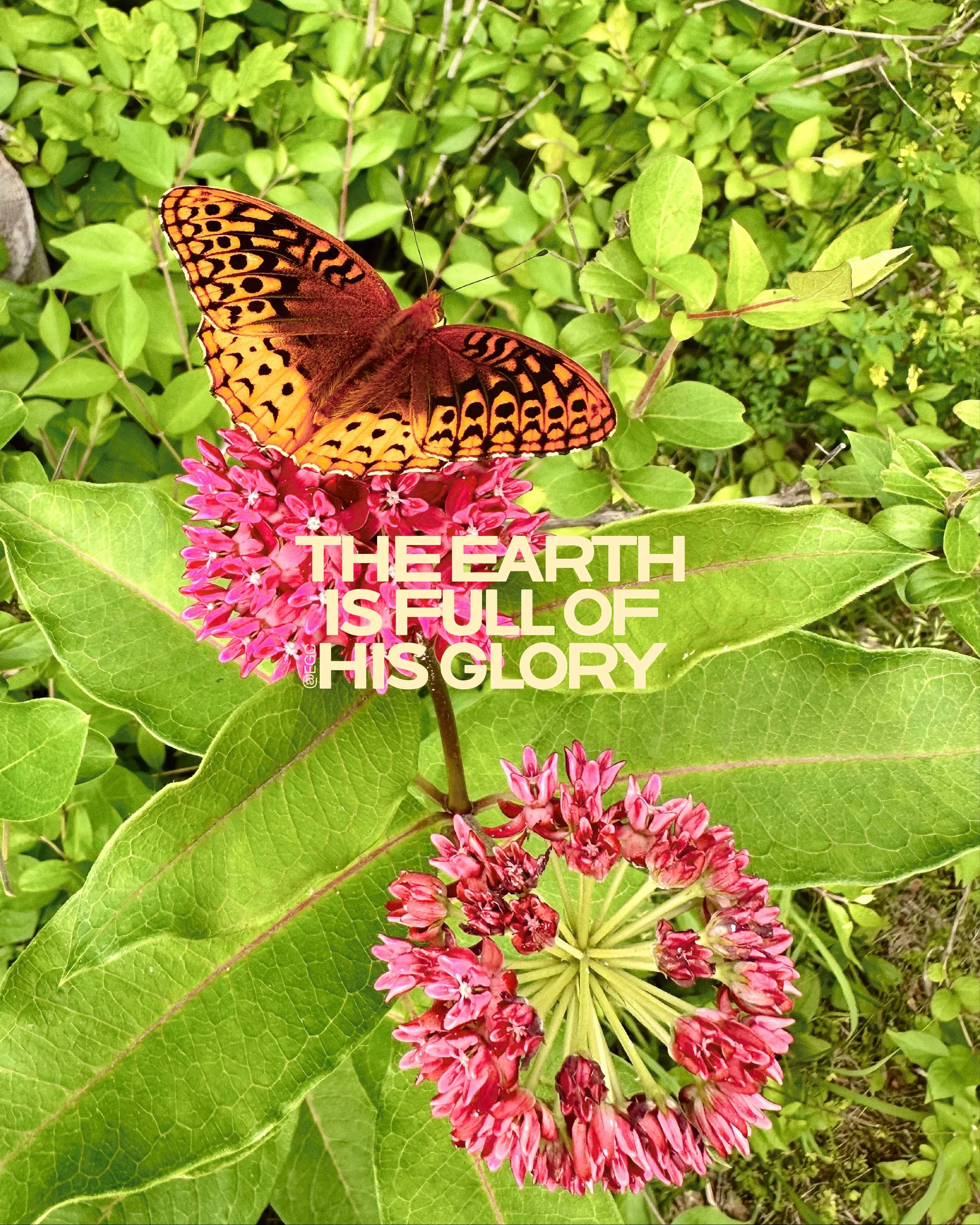 Every painted sky, every bloom, every flutter of wings&hellip; it all reflects His glory 🤍