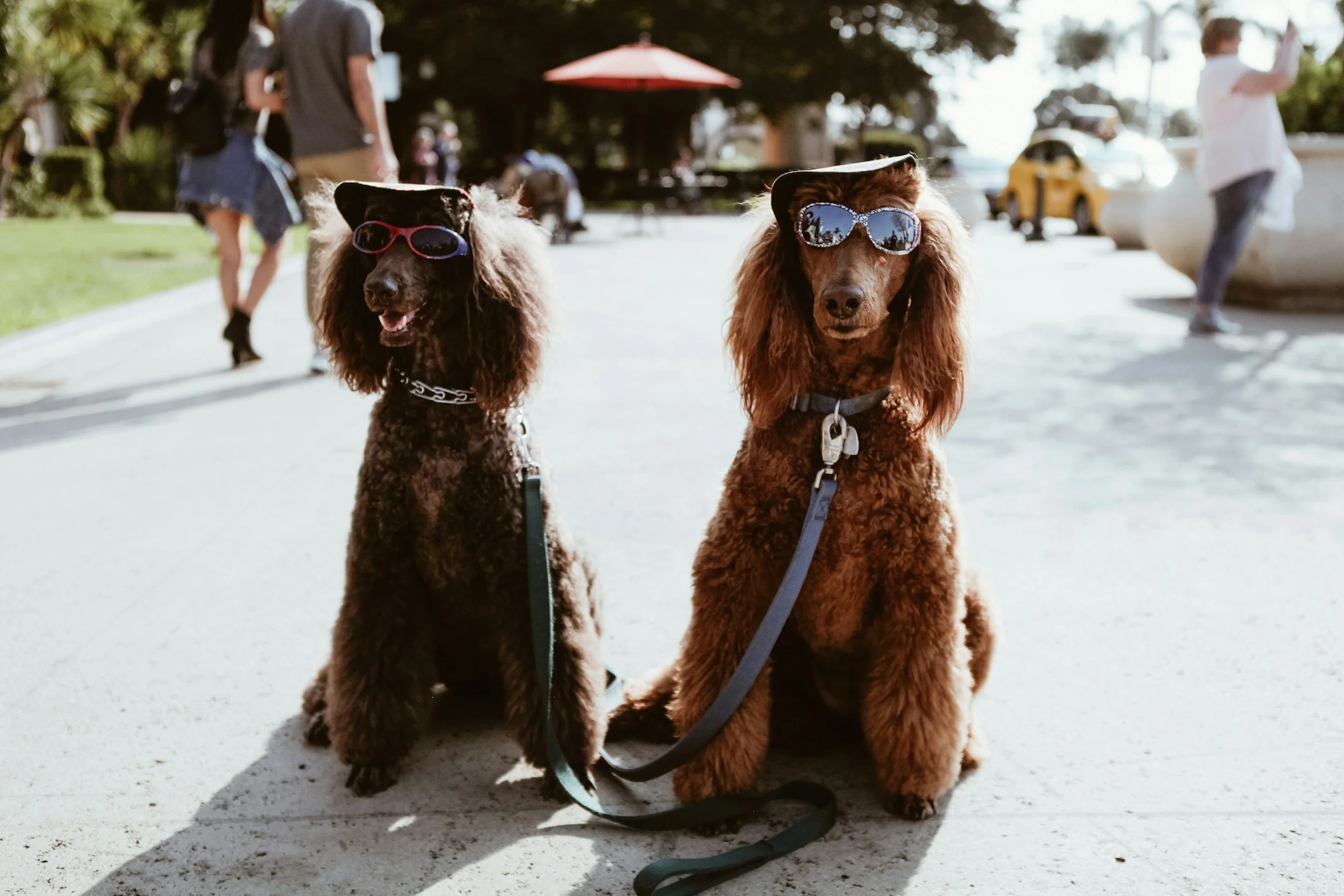 Paws Around Town