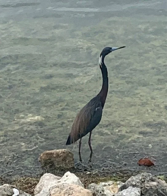 IMG_4800.jpg (Copy) (Copy)