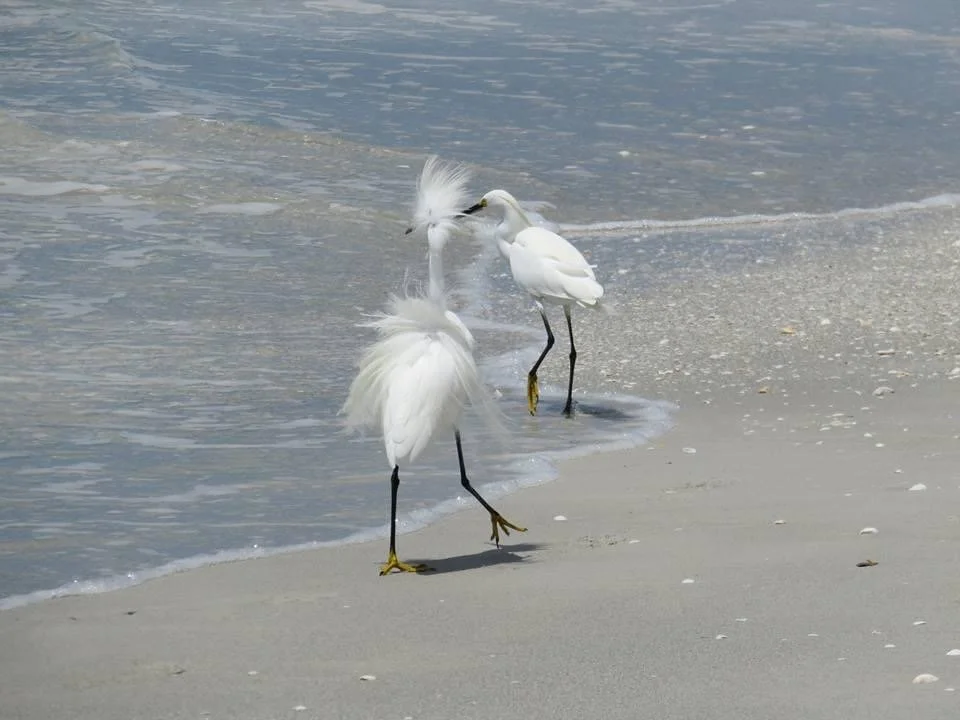 IMG_4725.JPG (Copy) (Copy)