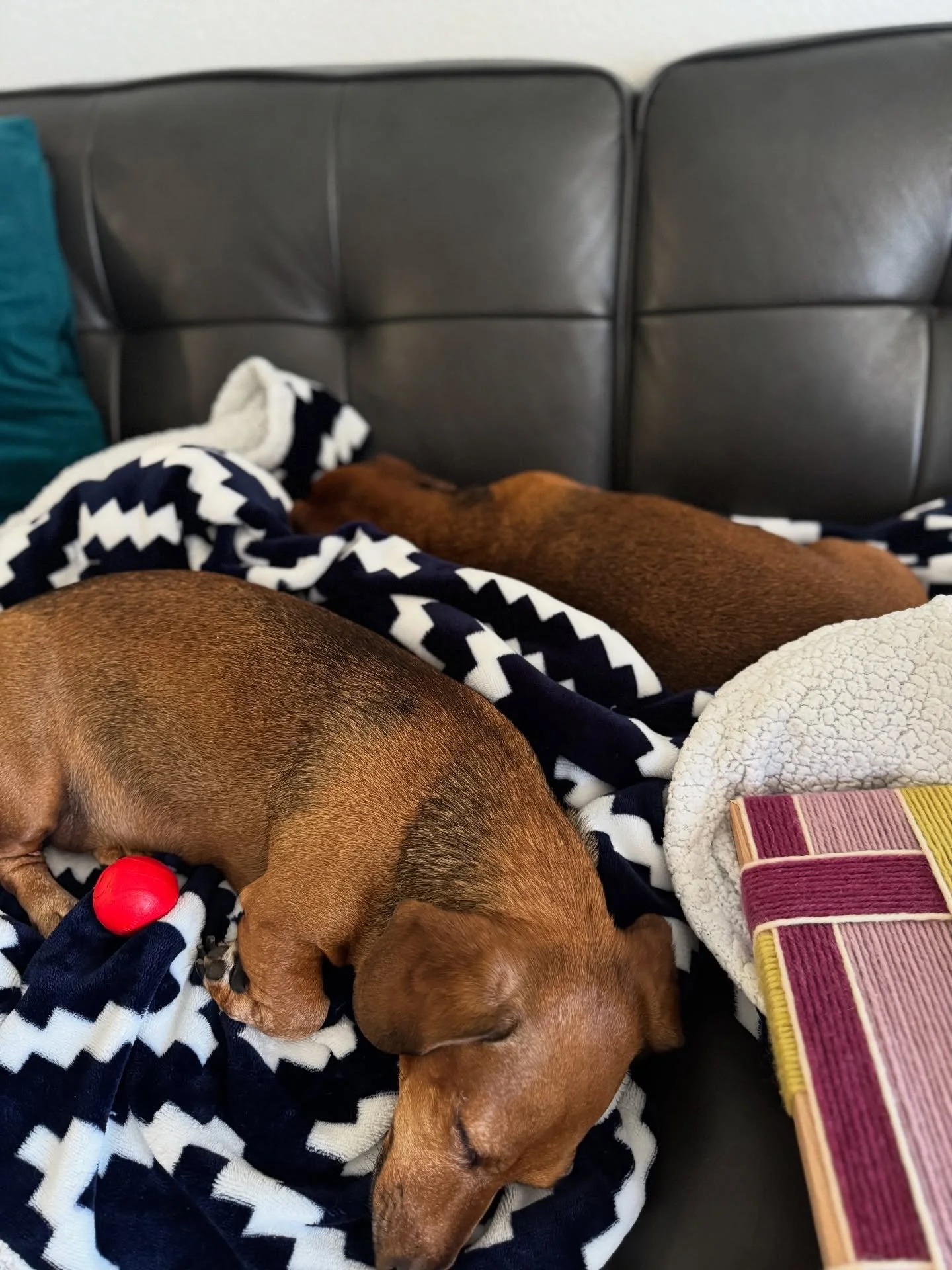 SWIPE to see my studio assistants (hardly) working ➡️➡️➡️➡️

Hank and Archie are my sweet dachshunds that have been a part of our lives for almost 8 years. We are currently nursing a painful loss in our family and while I would usually share, it make