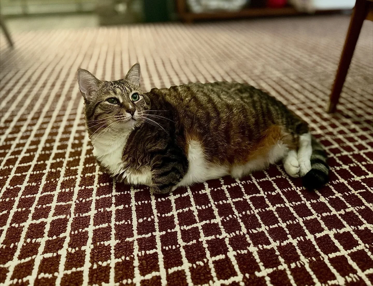 My muse; for your viewing pleasure. 
#dailycats #mymuse #inspire #catmodel