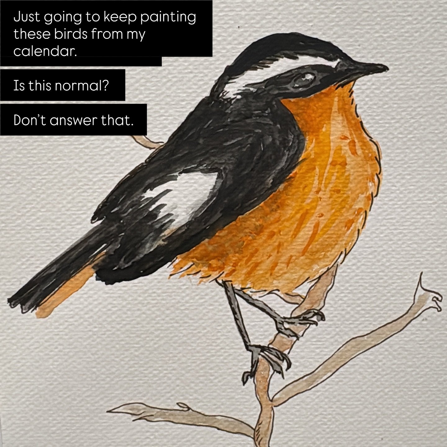 A cute little moussier&rsquo;s redstart ❤️ 
A cute fluffy buddy. That I wish I could see in real life. #goals #moussiersredstart #watercolorbirds