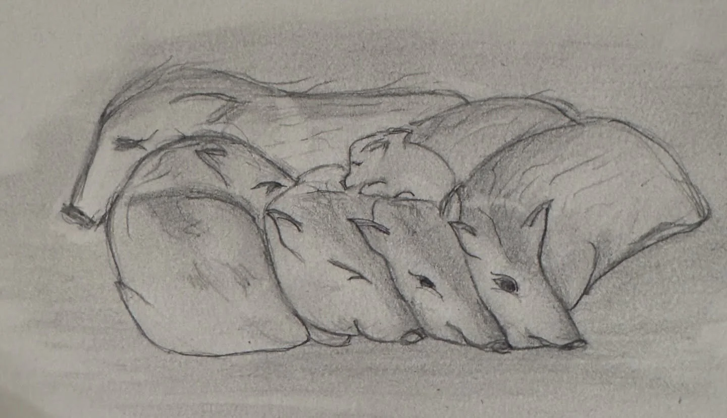 Another javelina cuddle puddle. I gave the watercolor birds a rest today; not sure they are improving my self esteem much 🤣 
Please enjoy pencil + paper Javelina squadron goodness 

#javelina #collaredpeccary #javelinasquadron #onlyinarizona