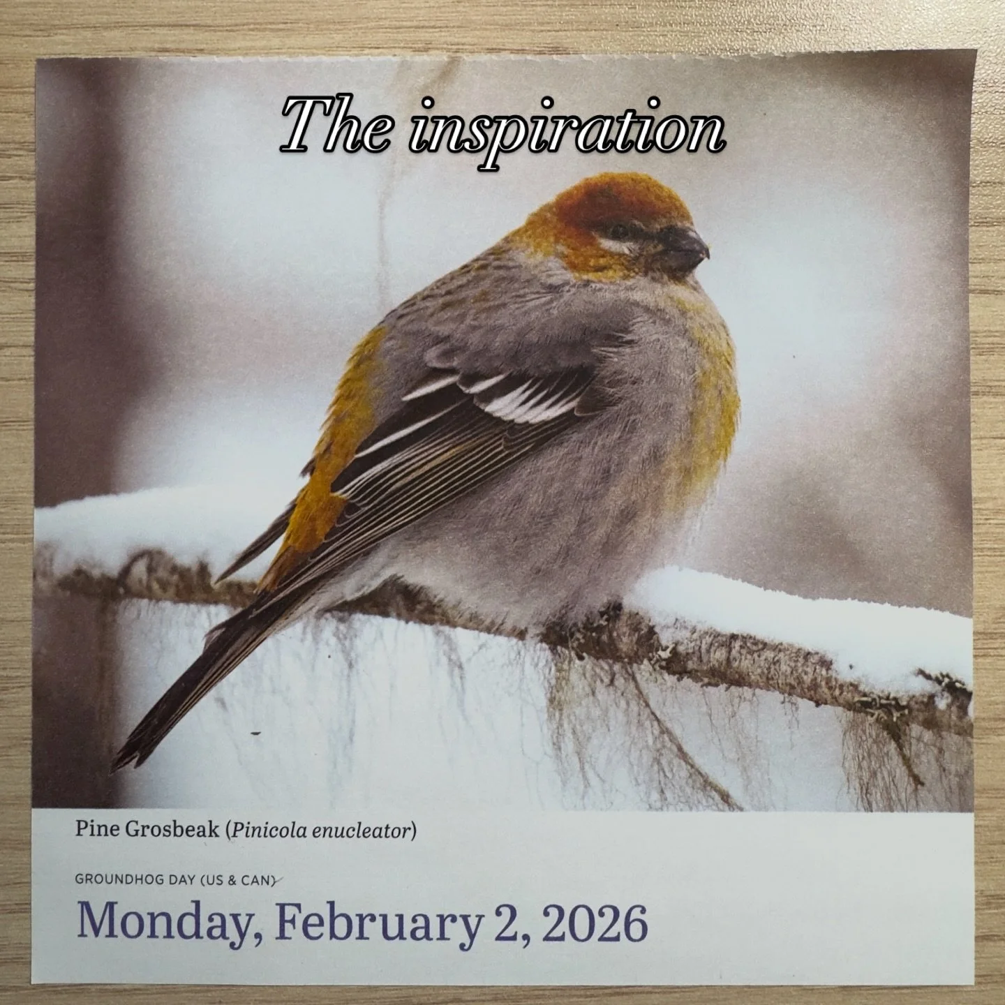 Back to birds. So today&rsquo;s drawing was inspired by my bird of the day for yesterday. Does that make sense? 

Now that I&rsquo;m looking at him closer, I can see he&rsquo;s a lot less chilly in my version. Maybe I&rsquo;m imagining a late April f