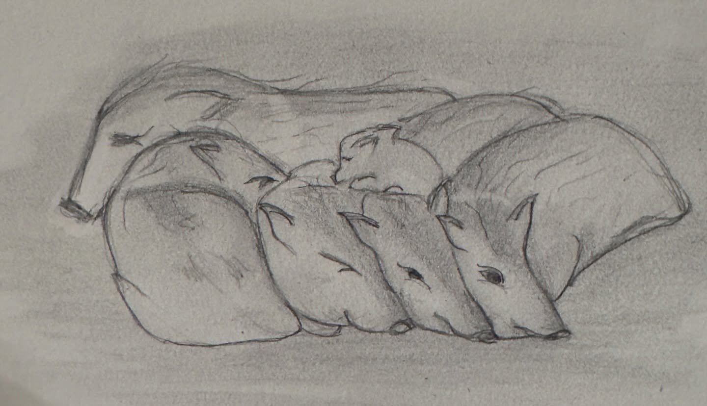 Another javelina cuddle puddle. I gave the watercolor birds a rest today; not sure they are improving my self esteem much 🤣 
Please enjoy pencil + paper Javelina squadron goodness 

#javelina #collaredpeccary #javelinasquadron #onlyinarizona