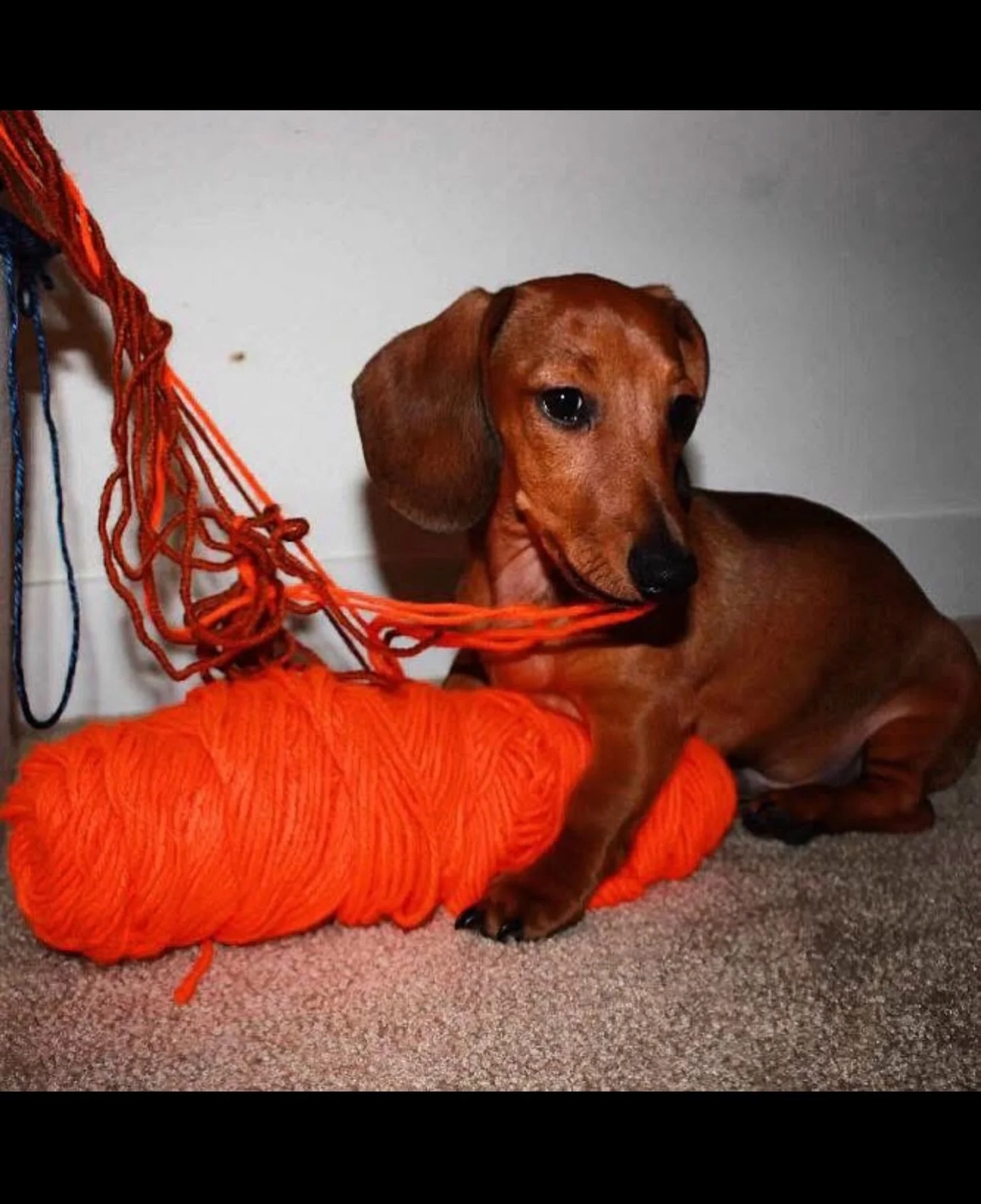 For #fbf I present to you, my sweetest and eldest Hank. This photo is from 2018, and he is quite as beautiful still, if not more, today. Studio helper, fiber assistant and muse. #dogsinthestudio #weinerdogworld #studiodog