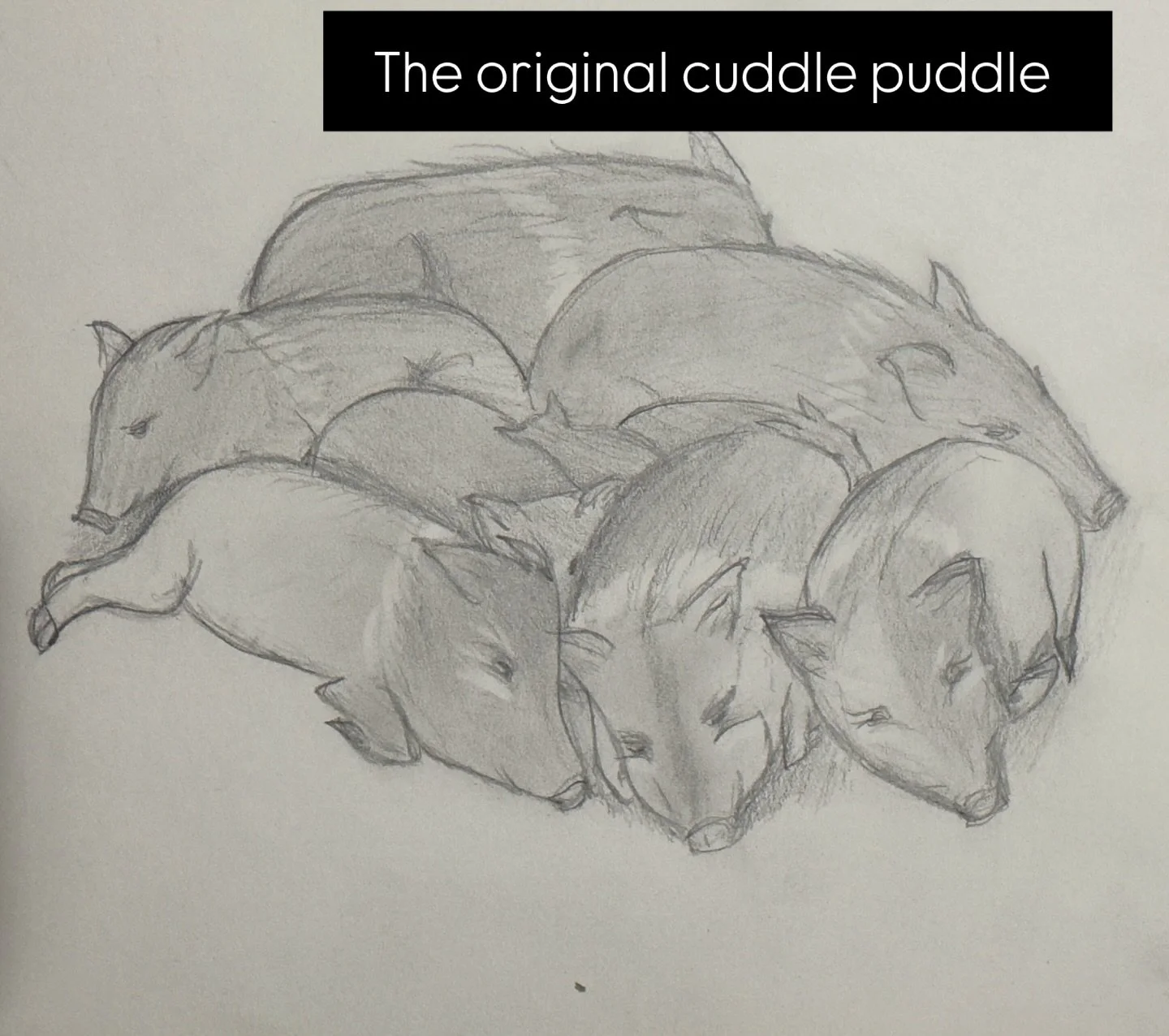 Almost forgot to share this one!! 

Javelinas doing things&mdash; sleeping with the squad!!! Truly, the original cuddle puddle 
#januarmeme @oldpueblocuriosities #javelina