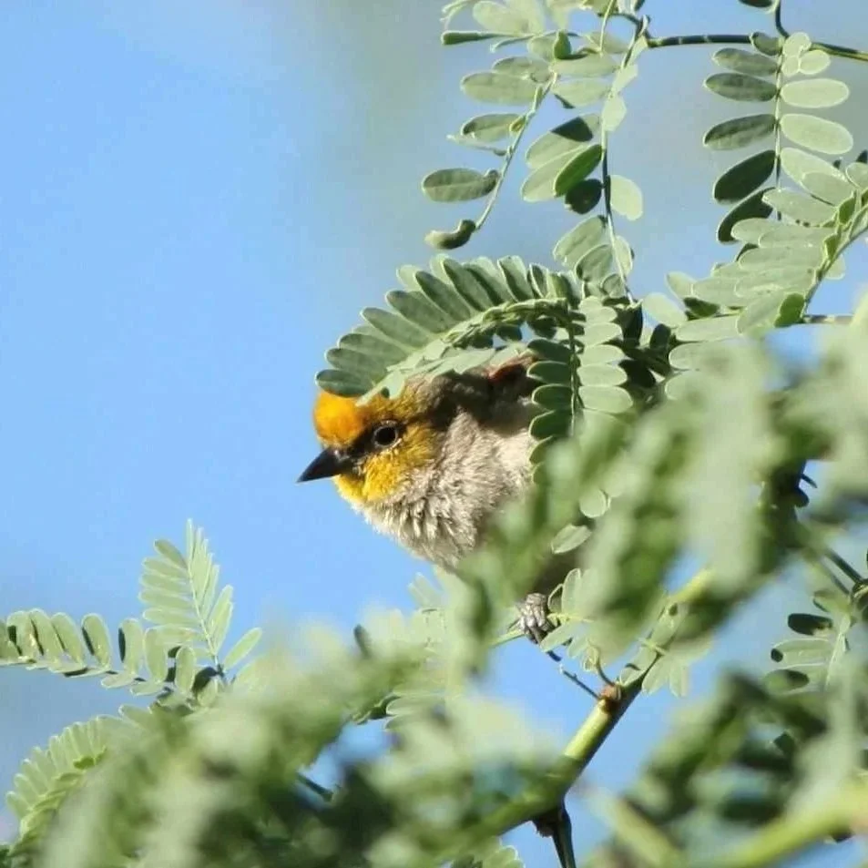 a tiny verdin hiding behind some palo verde leaves