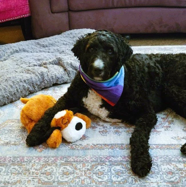 A black curly-haired dog with a rainbow bandana lying on a patterned rug, resting its paw on a plush toy. There is a gray blanket and a couch in the background.