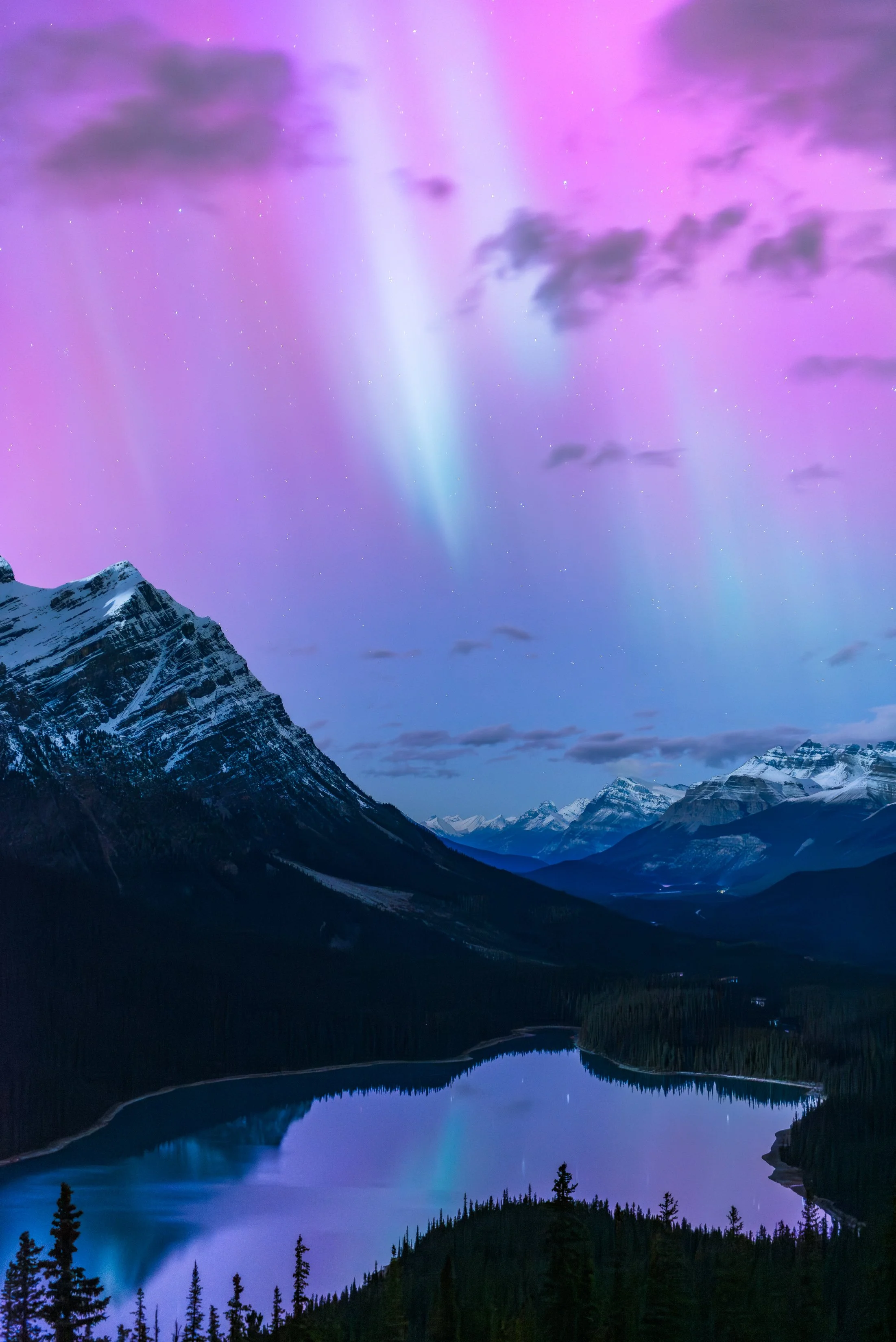 NIGHT WOLF | Limited-Edition Print