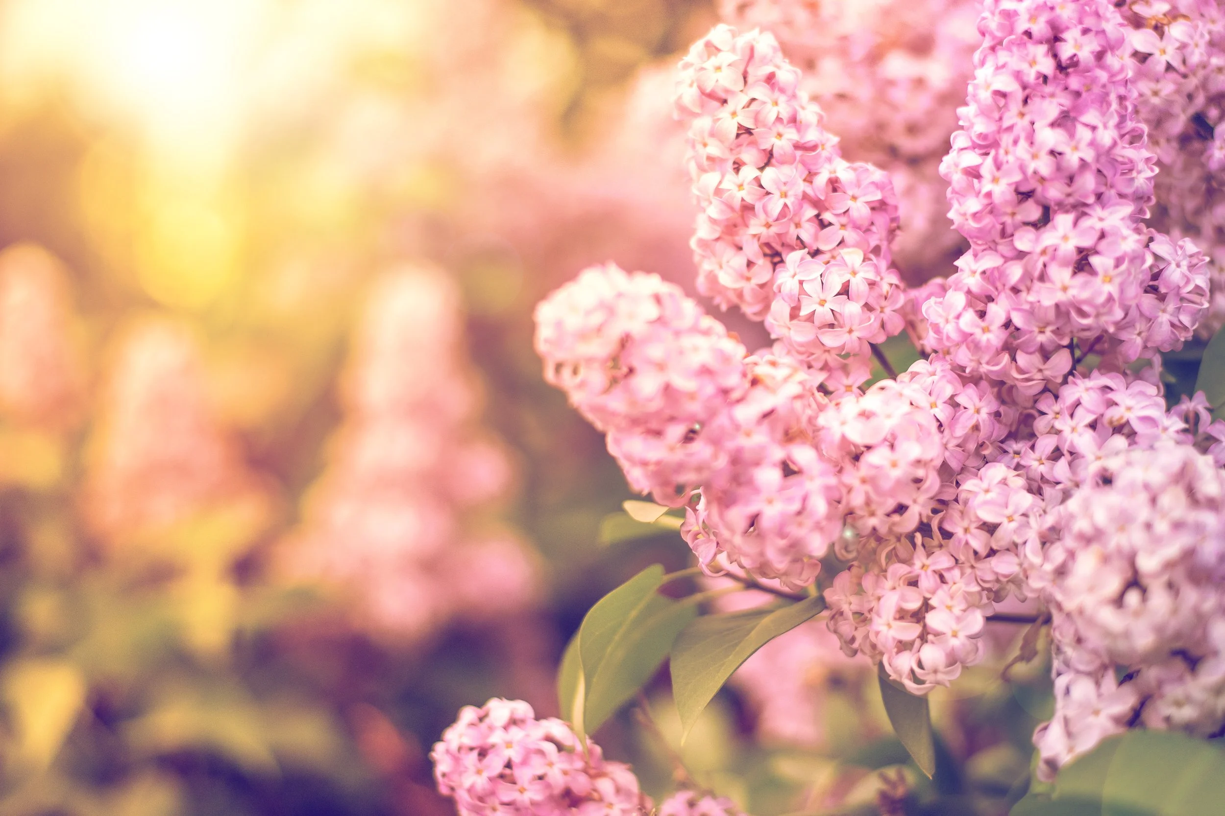 TSC_Wallpaper-NaturalAbstracts_2025-2.jpg