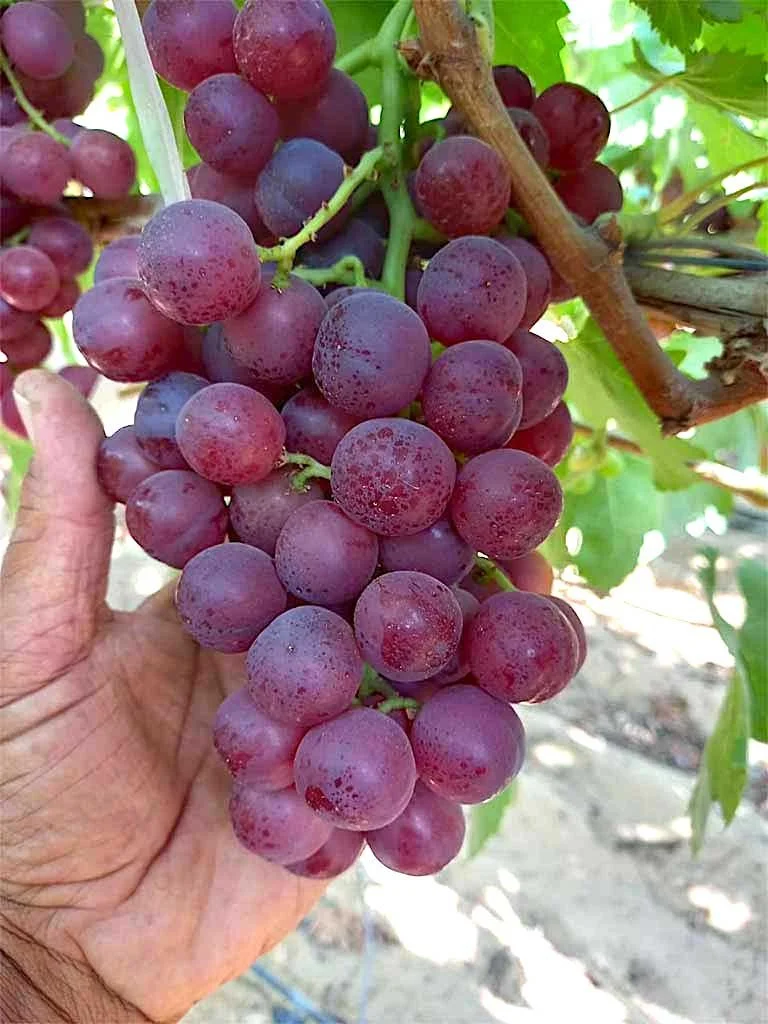 grapes Flame-Seedless-0003.jpg