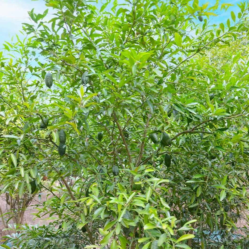 limequat tree gilbert arizona