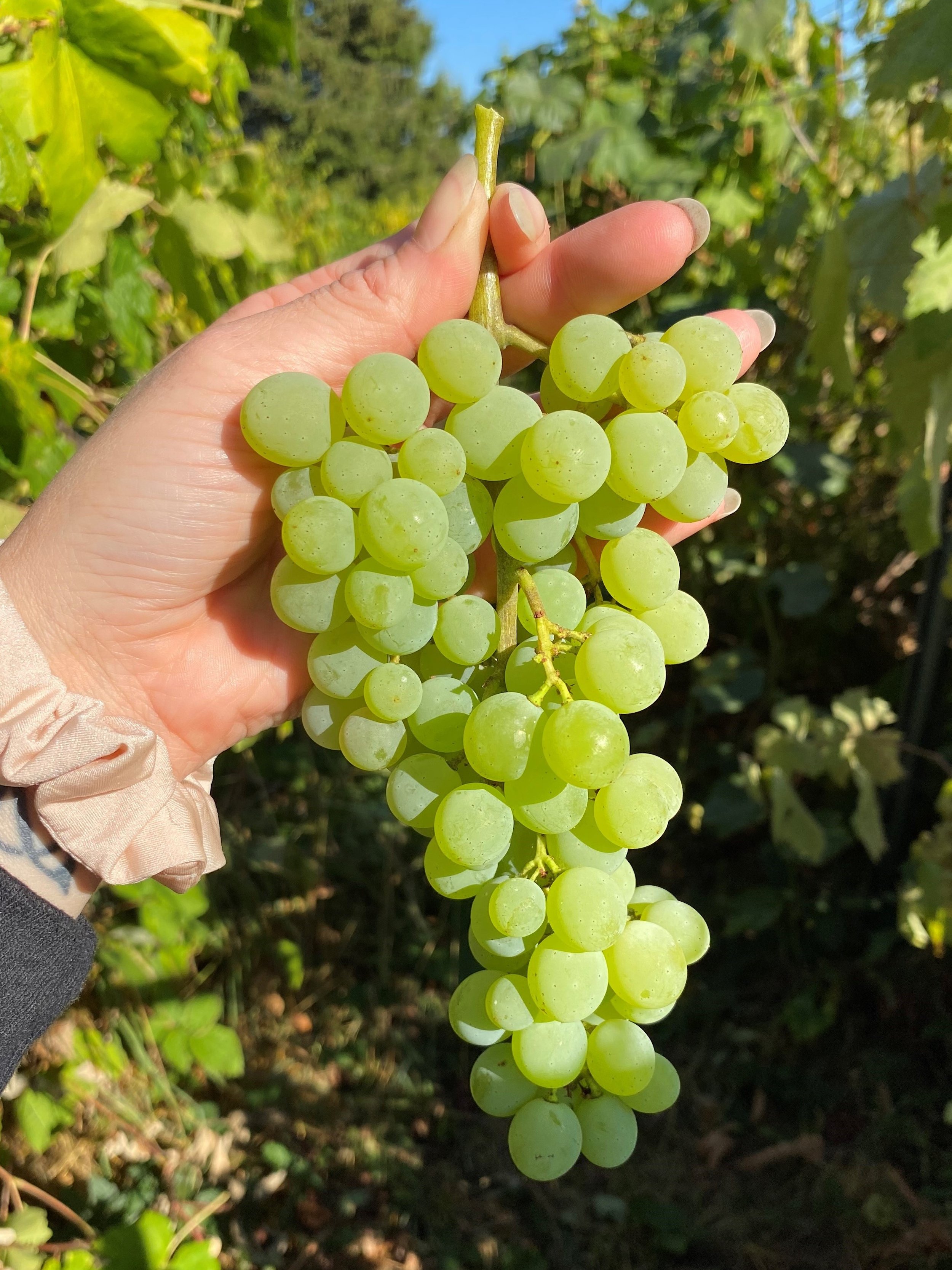 grapes interlaken.jpg