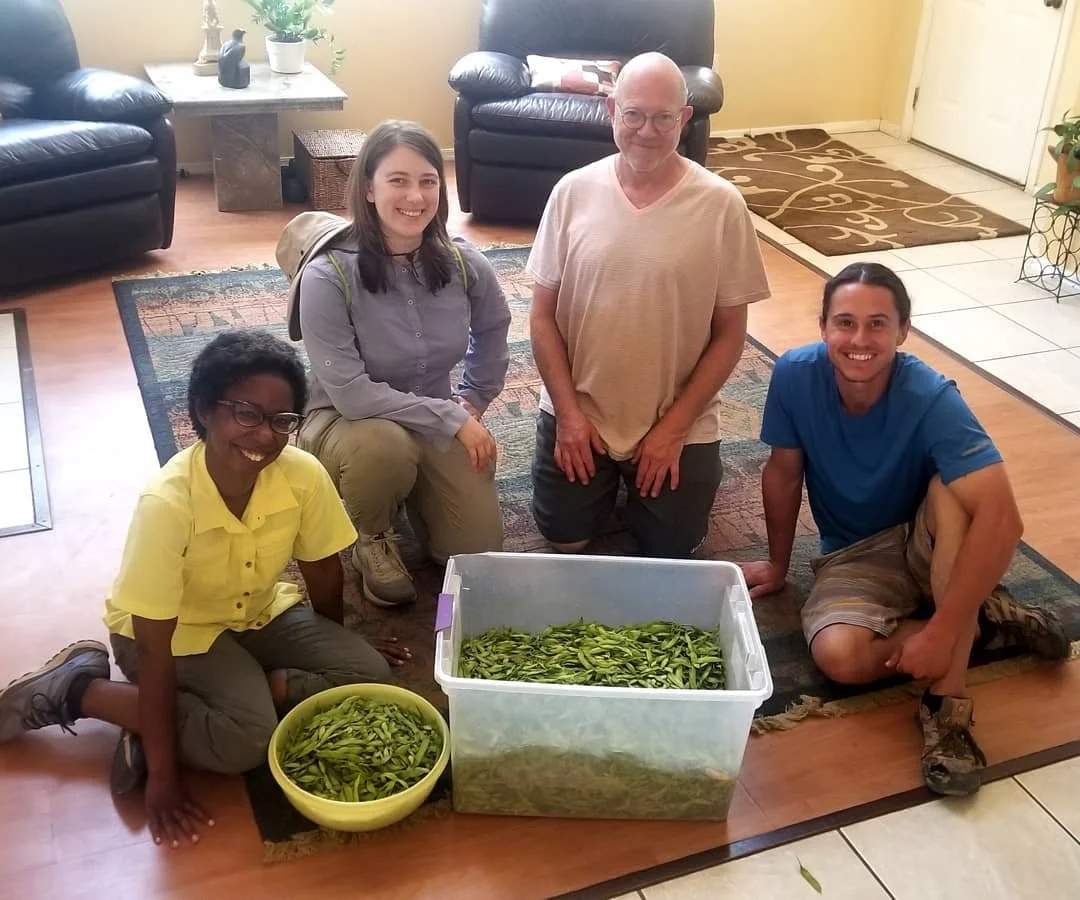 Palo Verde Bean Harvesting Walks –&nbsp;April 18 and 23