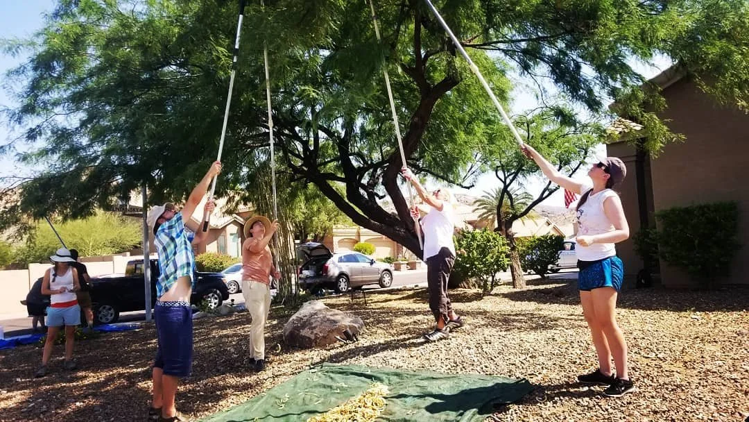 Mesquite Bean Harvesting Walks –&nbsp;June 14 &amp; 20