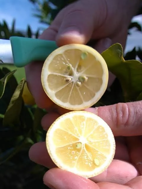 limequat cut in hand.jpeg