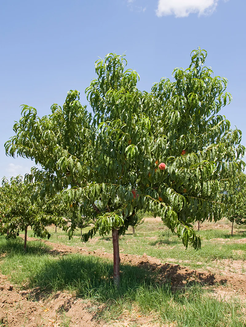nectarine tree mature.png