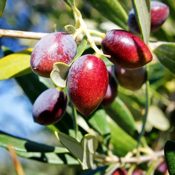 Olives Koroneiki.jpg