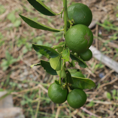 limes on tree branch in chandler az
