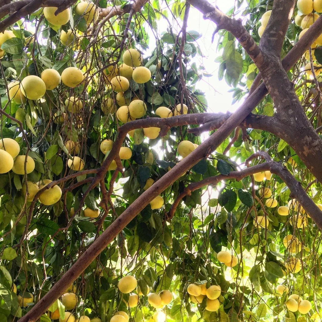 grapefruit oro blanco.webp