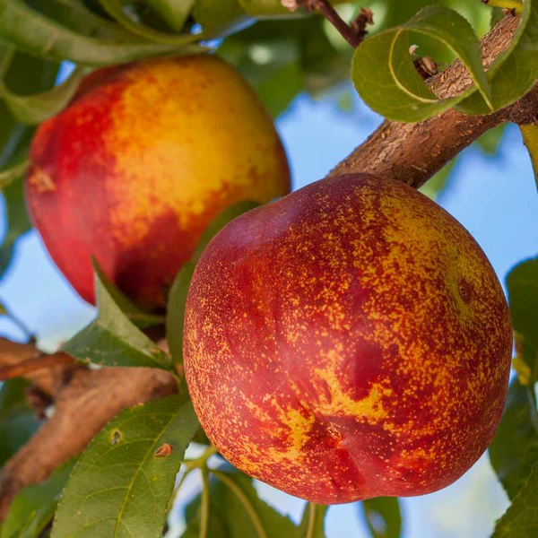 nectarine mericrest.png