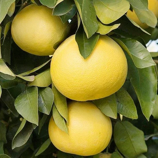 yellow grapefruit on tree