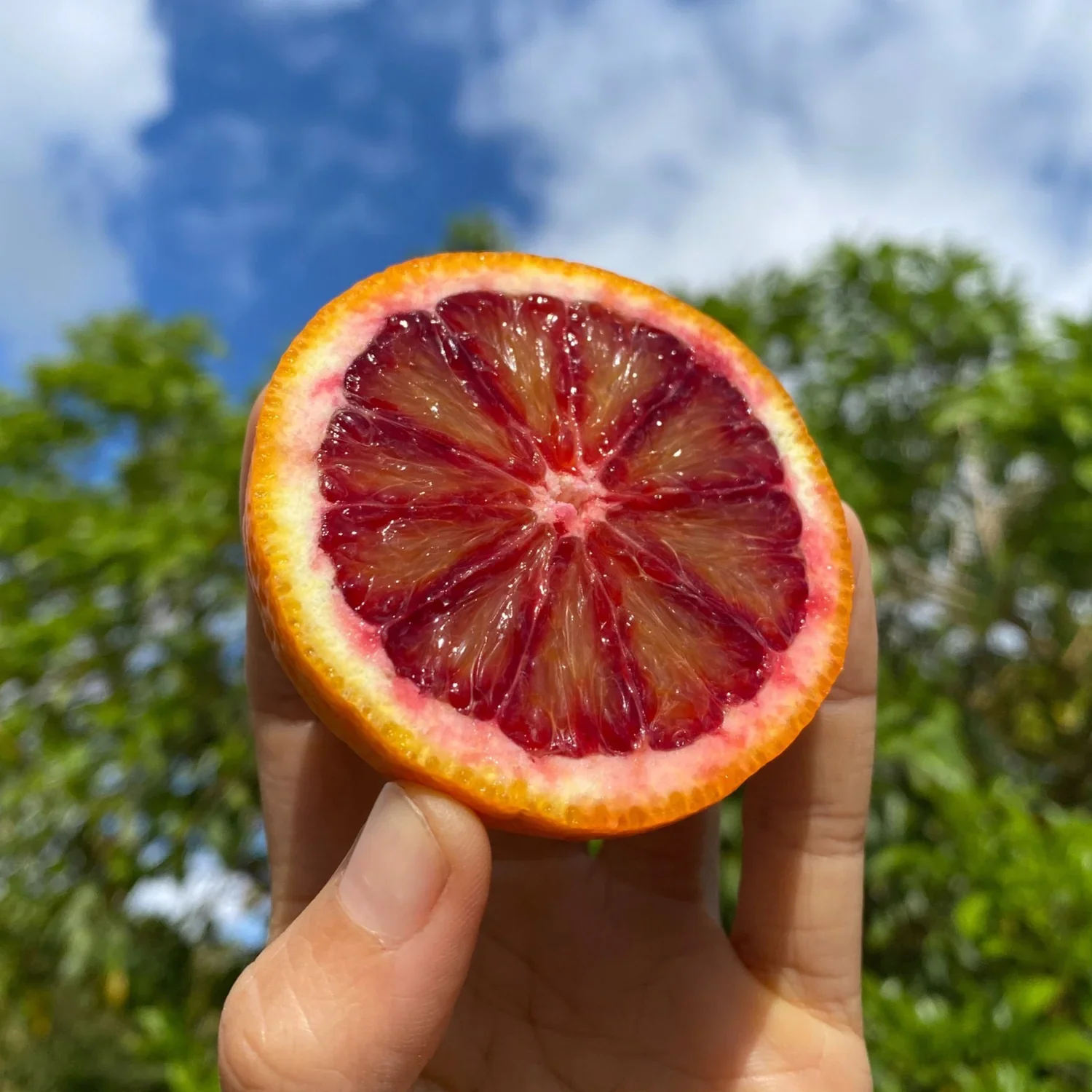 orange blood half in hand.webp