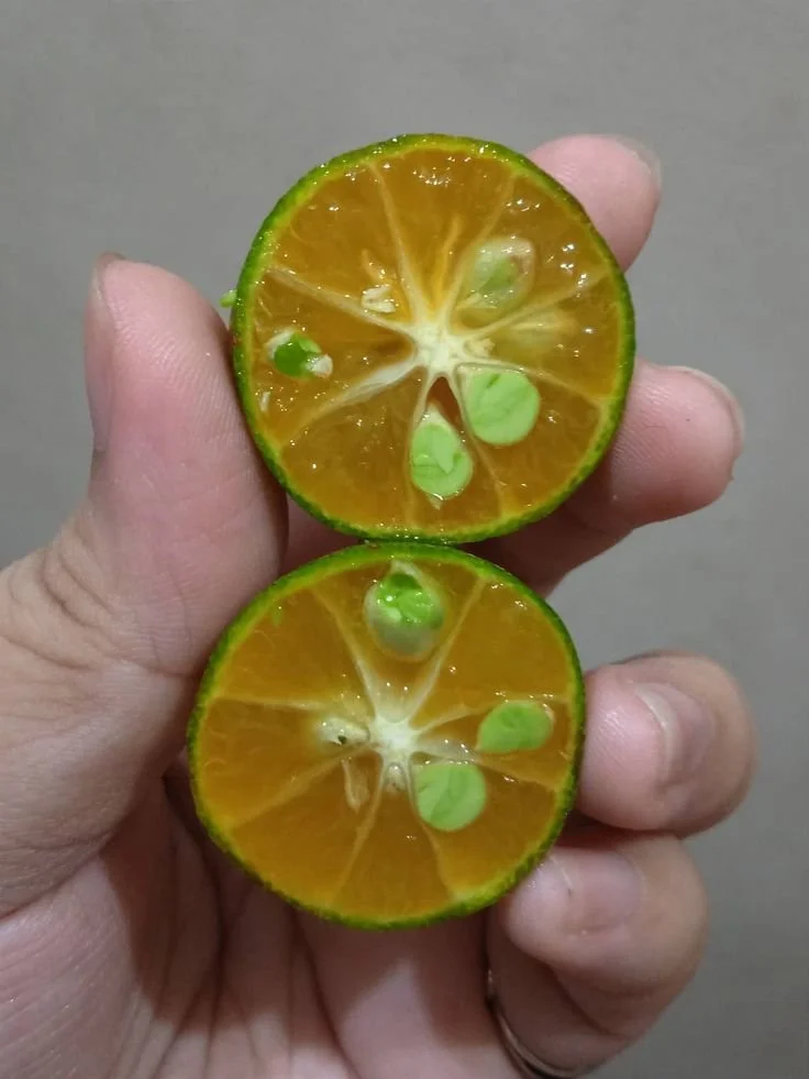 calamansi cut in hand.jpg