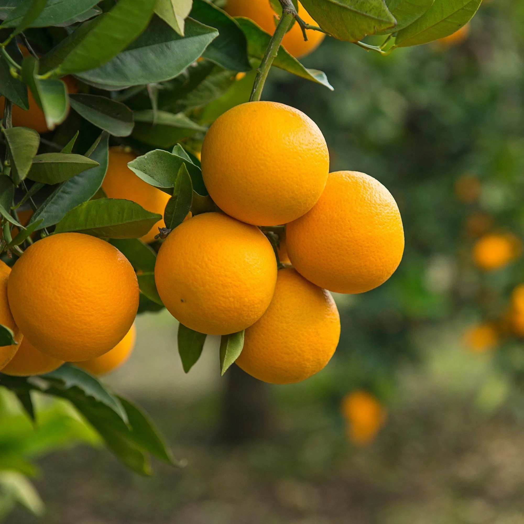 valencia oranges ripe on tree north mesa az