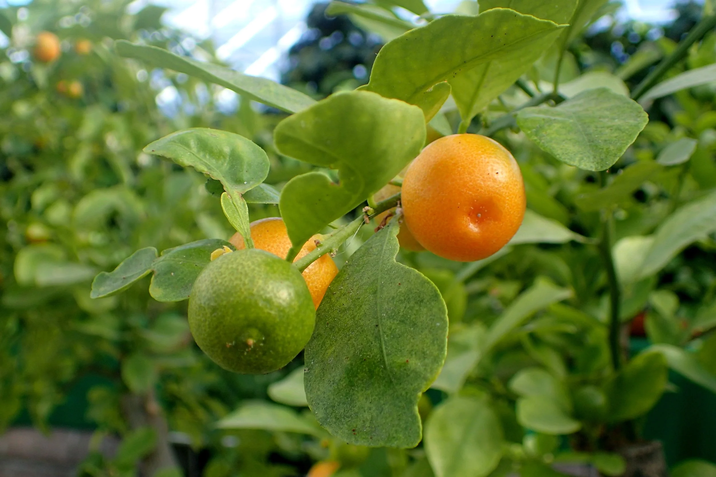 calamonsi citrus on tree