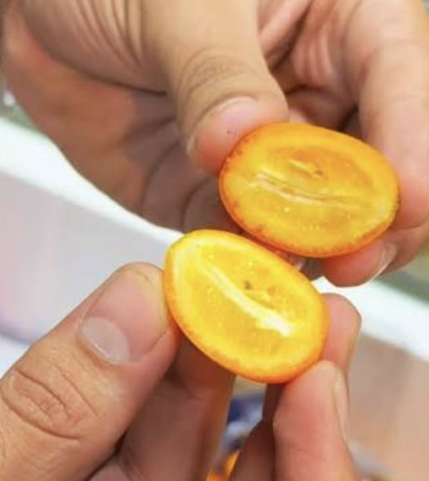 kumquat cut in hand.png