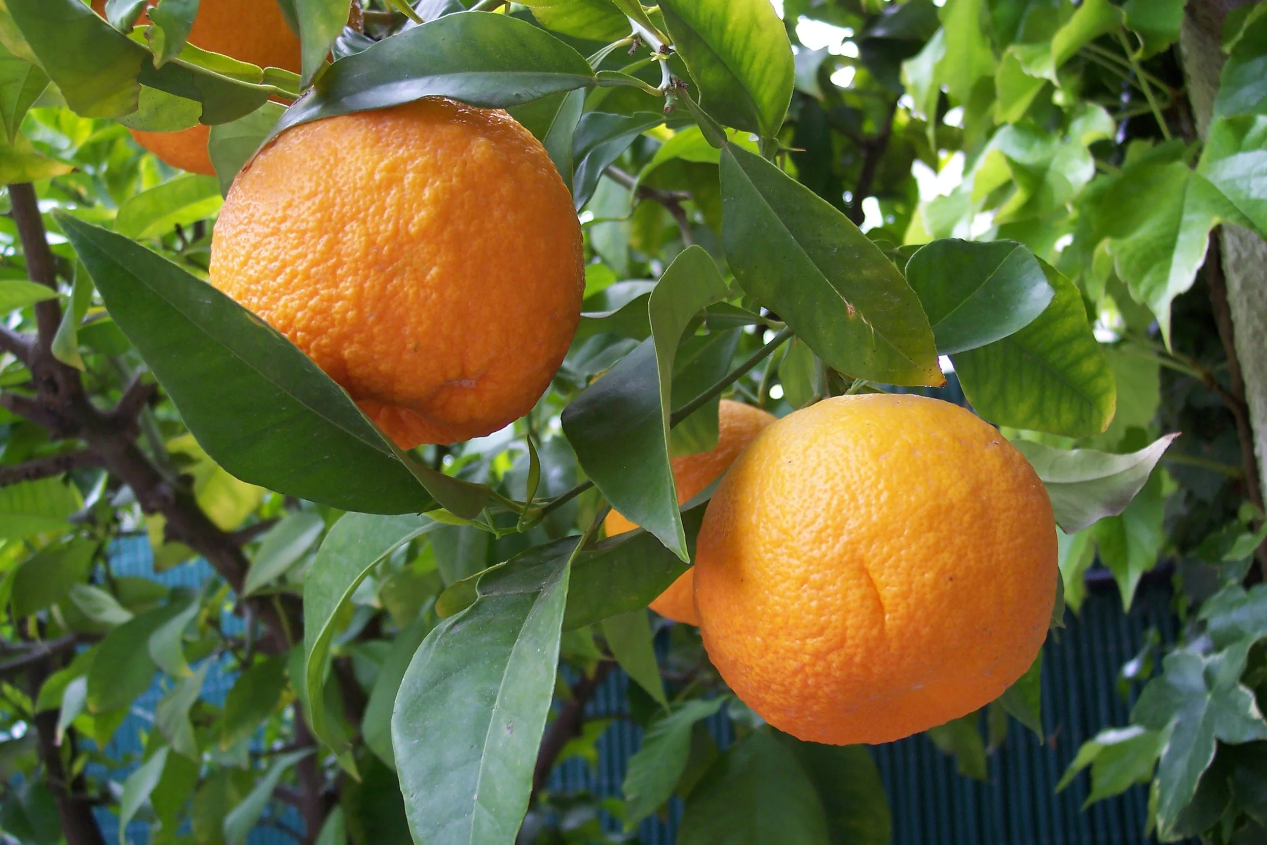 Specialty Citrus Trees - PREORDER
