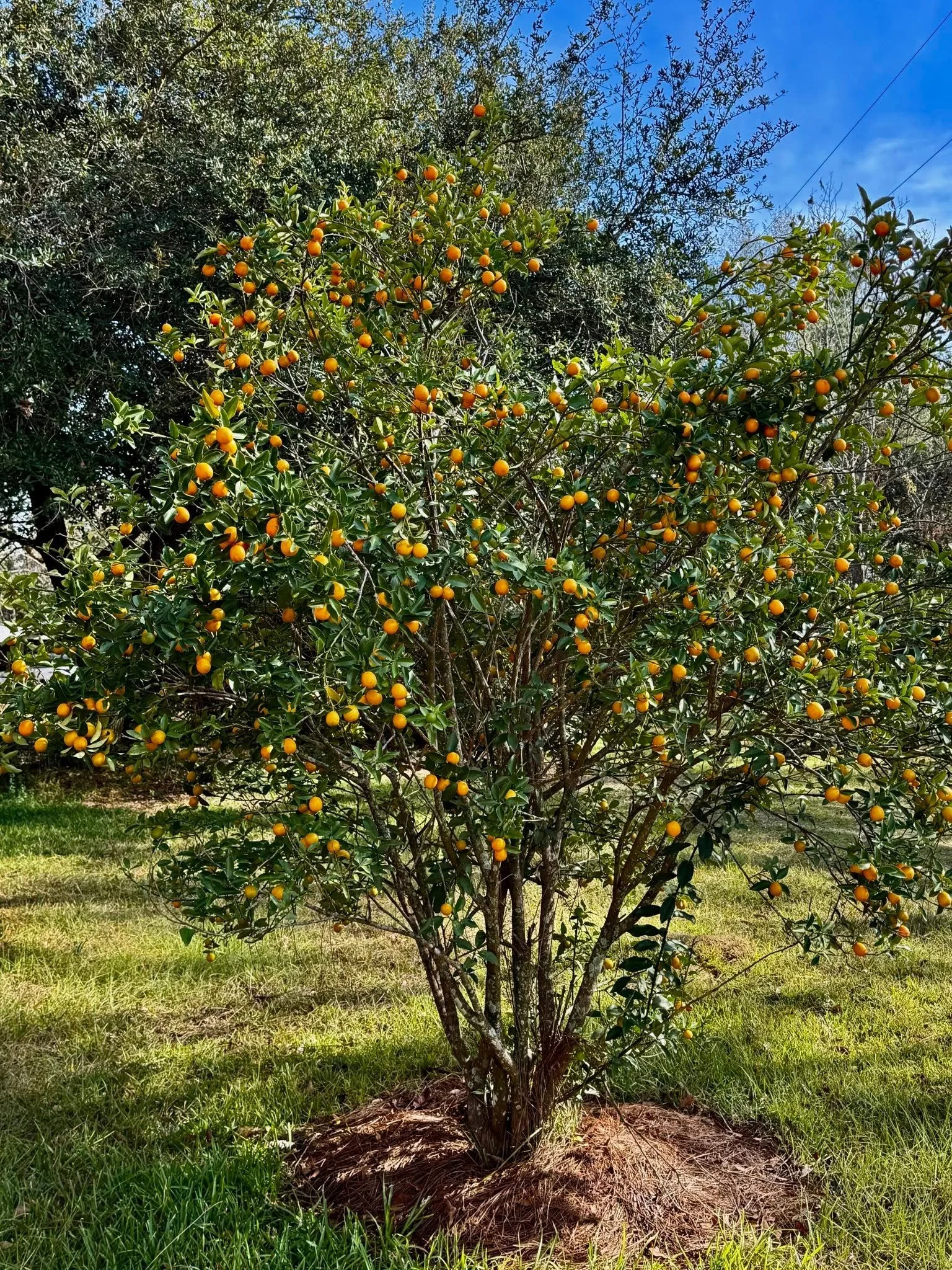 kumquat tree in mesa arizona