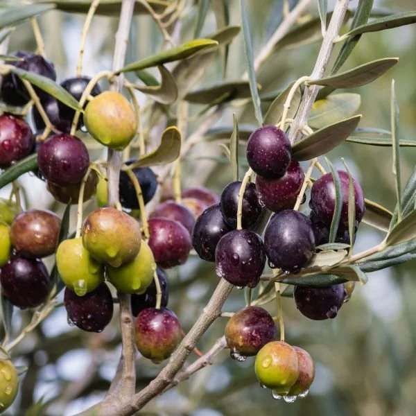 olives mission.jpg