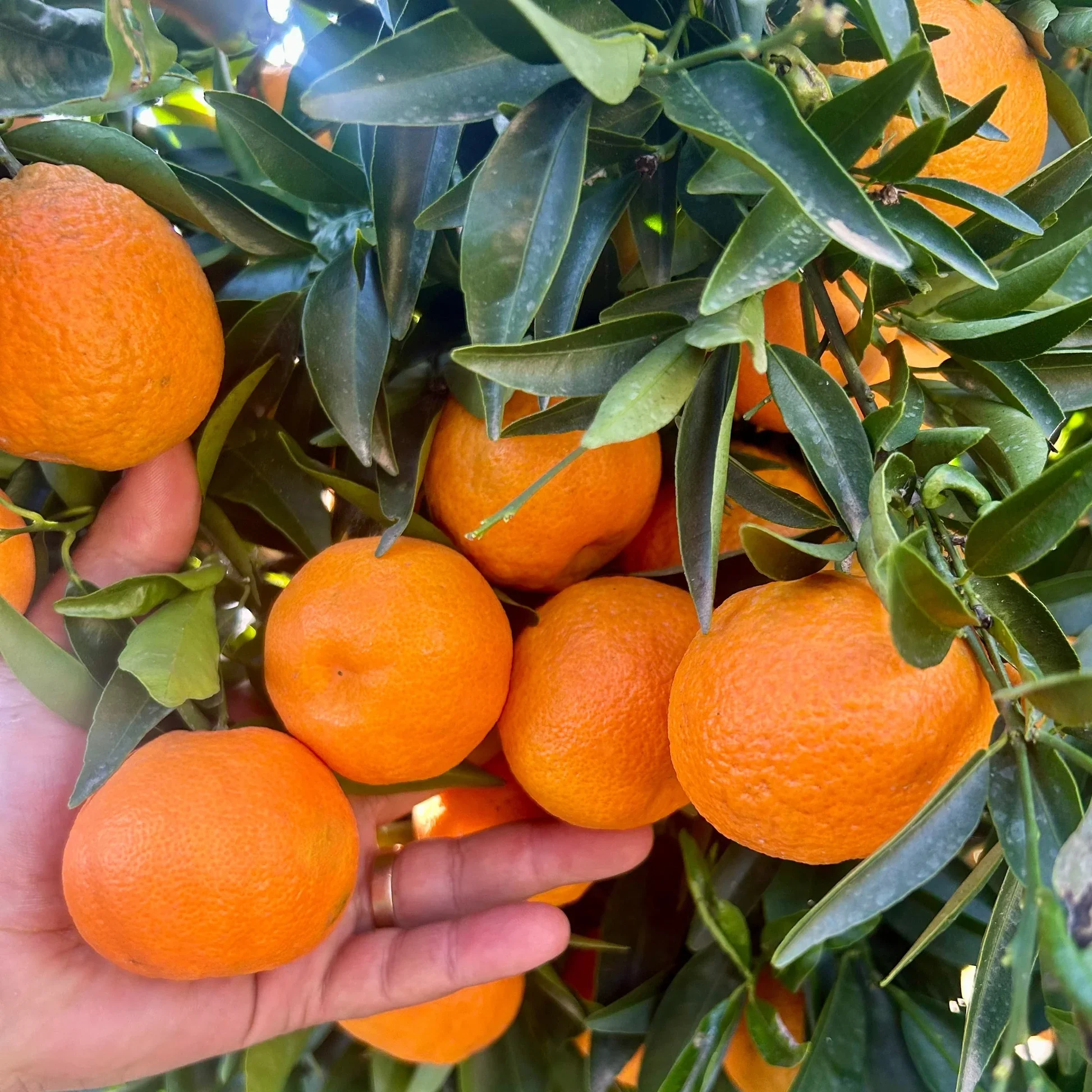 mandarin clementine on tree with hand.webp
